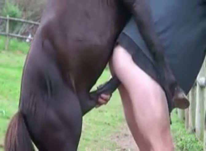 Video :Big horse dick fucking a gay in horse anal sex
